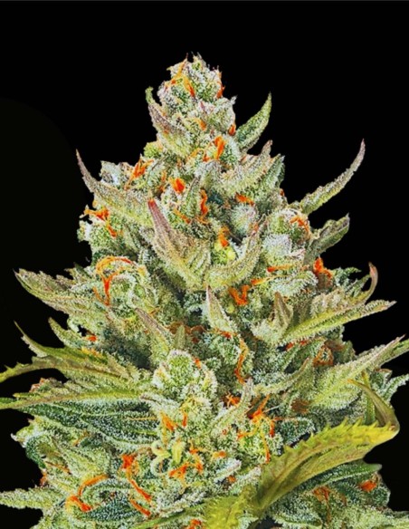 Auto Mimosa Max (G13 Labs) 🚀 Impulso Energético Cítrico