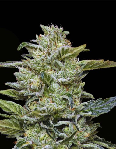 Honey Bear (Humboldt Seeds Company) 🐻 Producciones Masivas