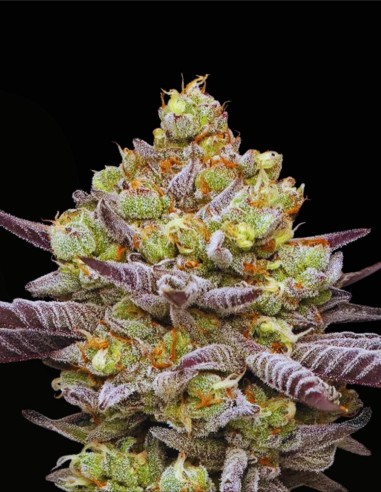 Hyper ZA (Humboldt Seeds Company) 💜 Purple Frost