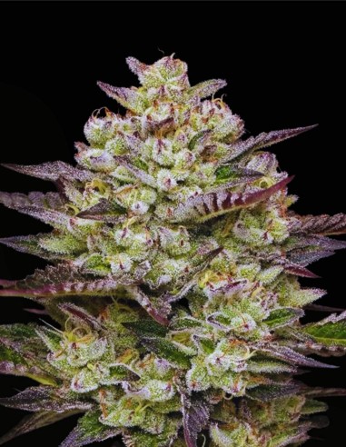 Puff Pastry (Humboldt Seeds Company) 🥐 Sabor dulce