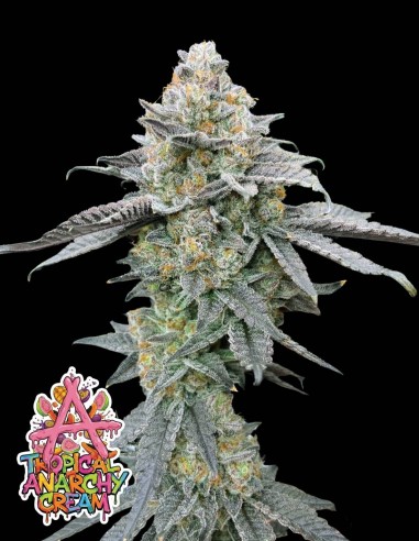 Tropical Anarchy Cream (Oaseeds Genetics) 🥭 Tropical Terps