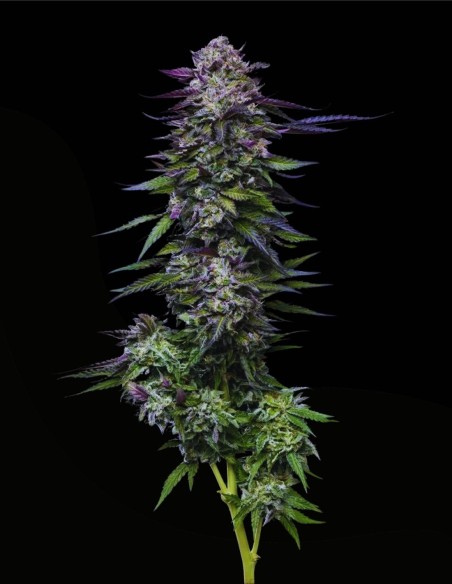 Candy Hustle (Humboldt Seeds Company) 🍇 Grape Gas Flavor