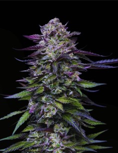 Candy Hustle (Humboldt Seeds Company) 🍇 Grape Gas Flavor 2