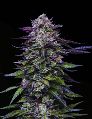 Candy Hustle (Humboldt Seeds Company) 🍇 Grape Gas Flavor