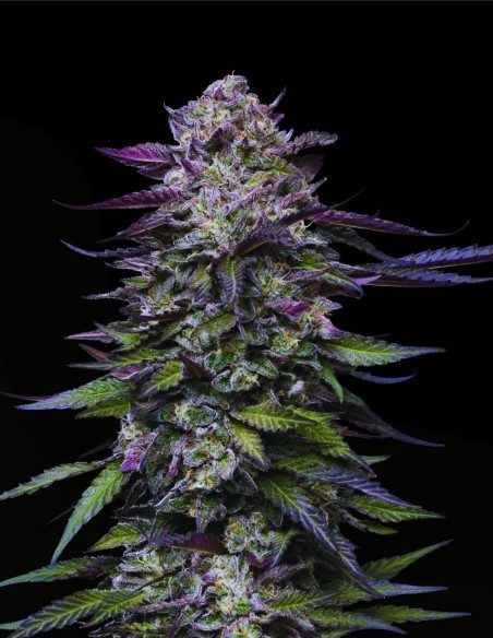 Candy Hustle (Humboldt Seeds Company) 🍇 Grape Gas Flavor