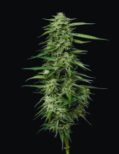 Blueberry Honey (Humboldt Seeds Company) 🫐 Euphoric Calm