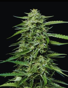 Blueberry Honey (Humboldt Seeds Company) 🫐 Euphoric Calm 2