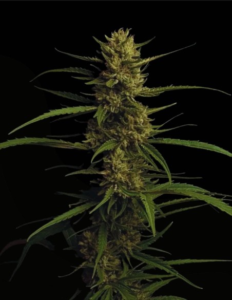 Caribbean Queen (Humboldt Seeds Company) 🌴 Tropical Fire