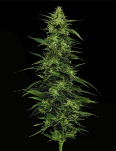 Limez (Humboldt Seeds Company) 🍋 Sour Lime Resin Bomb