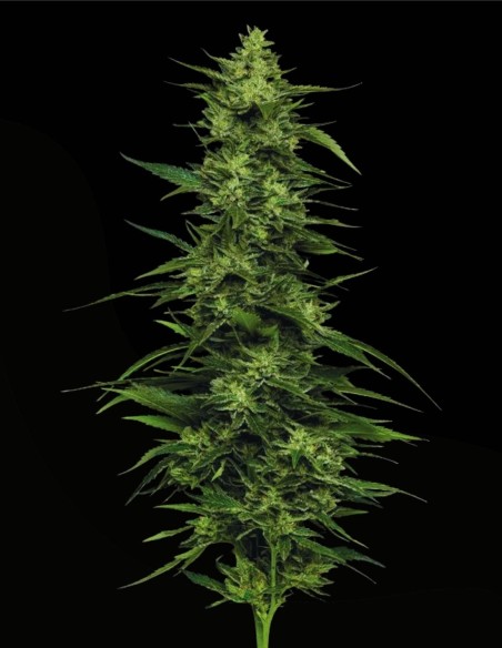 Limez (Humboldt Seeds Company) 🍋 Sour Lime Resin Bomb