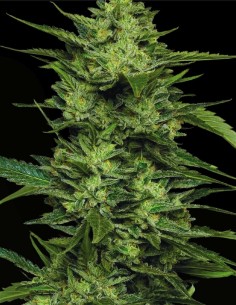 Limez (Humboldt Seeds Company) 🍋 Sour Lime Resin Bomb 2