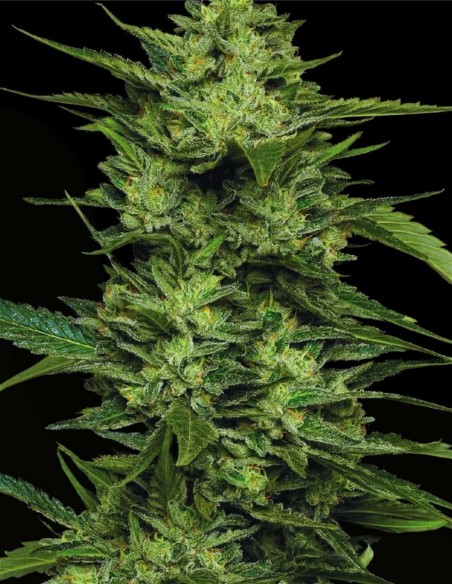 Limez (Humboldt Seeds Company) 🍋 Sour Lime Resin Bomb