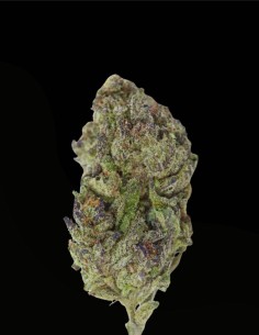 Blue Zeclair (Growers Choice) 🍰 Harzreiche Dessert-Genetik