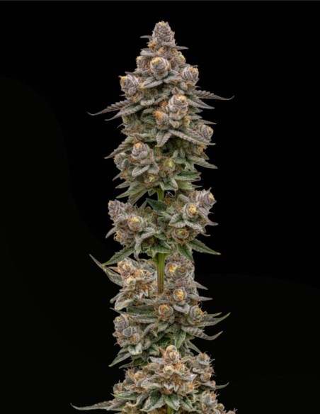 Blue Zeclair (Growers Choice) 🍰 Génétique dessert résineuse