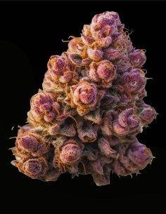 Gello Z (Growers Choice) 🍋 Süßer Zitrus-Sherbet-Geschmack