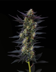 Gello Z (Growers Choice) 🍋 Süßer Zitrus-Sherbet-Geschmack 2