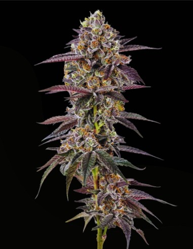 Lemon Cherry Mochi (Growers Choice) 🍒 Terpènes de cerise