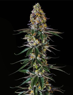 Milkshake Nerdz (Growers Choice) 🍓 Erdbeer-Trauben-Terpene