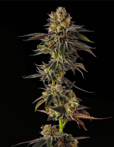 Toad Venum (Growers Choice) 🌿 Cremiger Minz-Hybrid