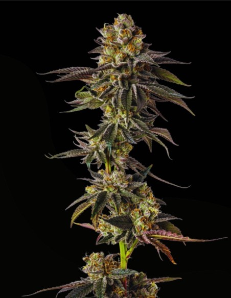 Toad Venum (Growers Choice) 🌿 Cremiger Minz-Hybrid