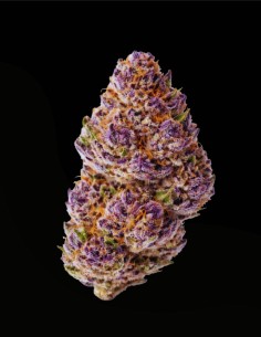 Unicorn Wagyu Auto (Growers Choice) 🦄 Terpènes exotiques 2