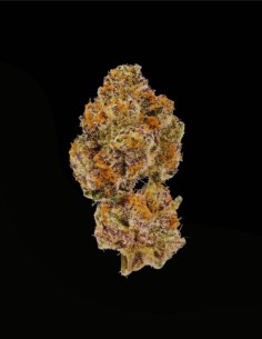 Lemon Cherry Mochi Auto (Growers Choice) 🍋 Citrus Power 2