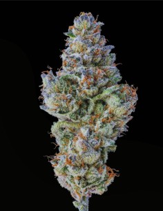 Lobster Butter Auto (Growers Choice) 🔥 30% de puissance THC 2