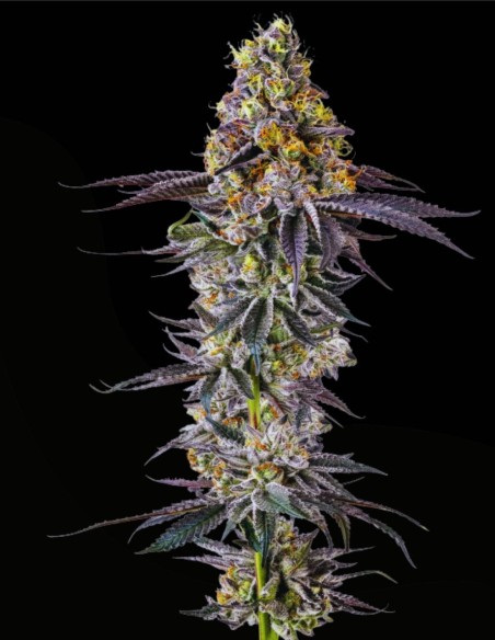 Lobster Butter Auto (Growers Choice) 🔥 30% de puissance THC