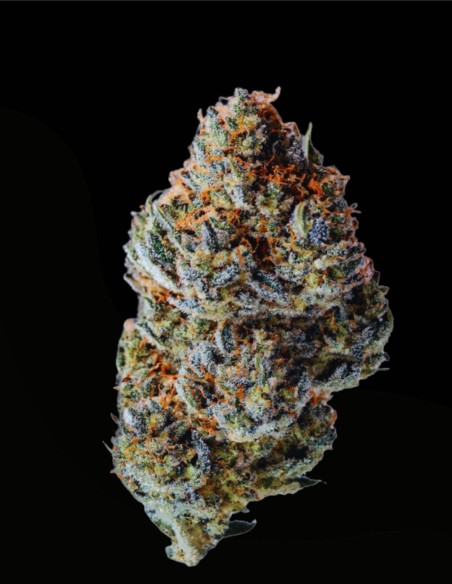 Toad Venum Auto (Growers Choice) 🚀 Effet Euphorique