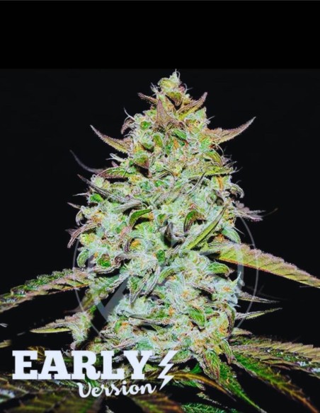 Lemon Gazzy Early Version (Delicious Seeds) 🚀 Ultra Rapide