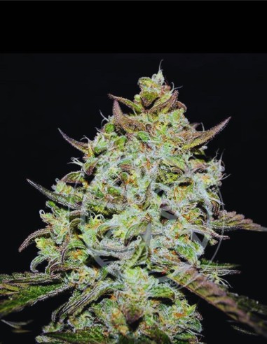 Lemon Gazzy (Delicious Seeds) 🍋 Bombe de saveur OG Diesel