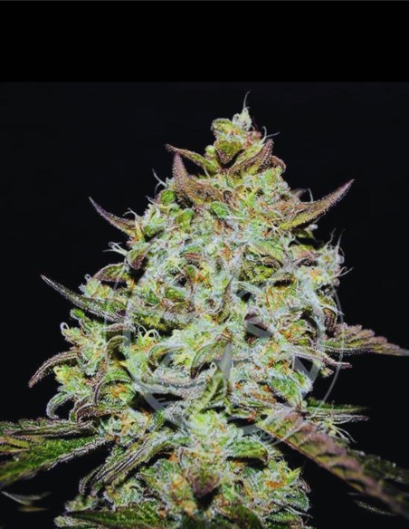 Lemon Gazzy (Delicious Seeds) 🍋 Bombe de saveur OG Diesel