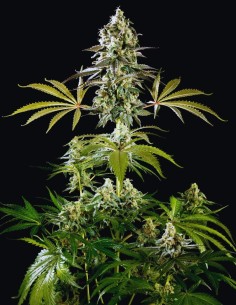 Amnesia Haze Go Fast (Kannabia Seed) ⚡ Sativa-Energie