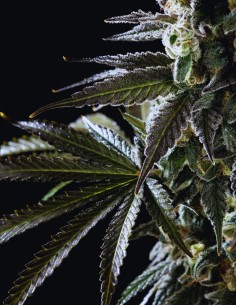 Amnesia Haze Go Fast (Kannabia Seed) ⚡ Sativa-Energie 2