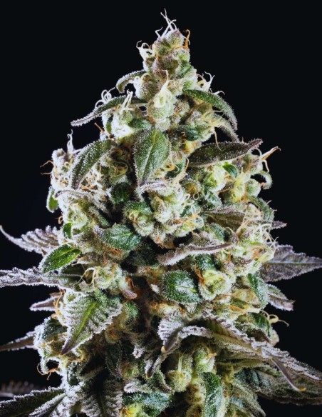 Amnesia Haze Go Fast (Kannabia Seed) ⚡ Énergie Sativa