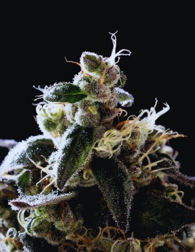 Amnesia Haze Go Fast (Kannabia Seed) ⚡ Énergie Sativa