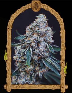 Quick Wash (Exotic Seeds) 🌿 Ausgewogener kreativer Hybrid