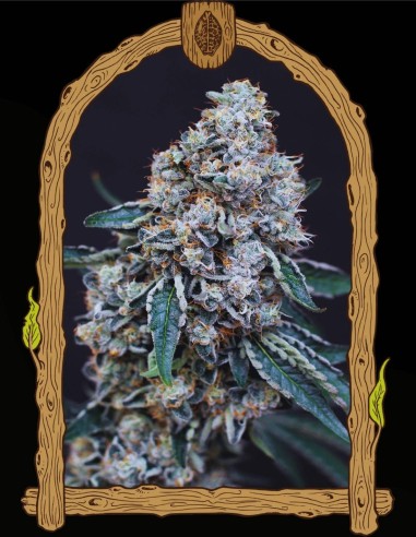 Quick Wash (Exotic Seeds) 🌿 Ausgewogener kreativer Hybrid