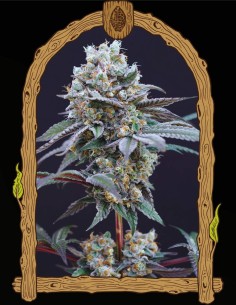 The Clash (Exotic Seeds) 🍇 Lila Harz-Hybrid