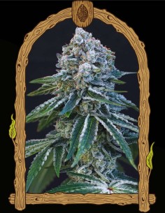 Death Roll (Exotic Seeds) 🌙 Entspannender Indica-Hybrid