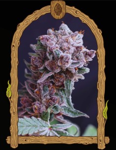 Tangie Smasher Auto (Exotic Seeds) 🍊 Puissance mandarine