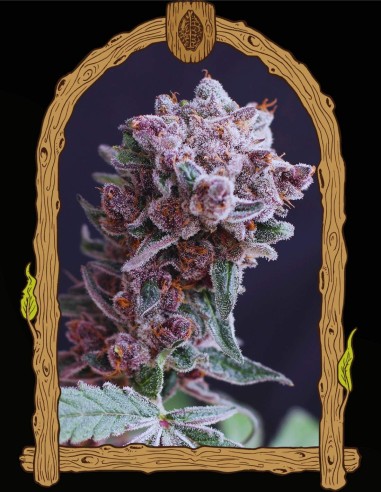 Tangie Smasher Auto (Exotic Seeds) 🍊 Puissance mandarine