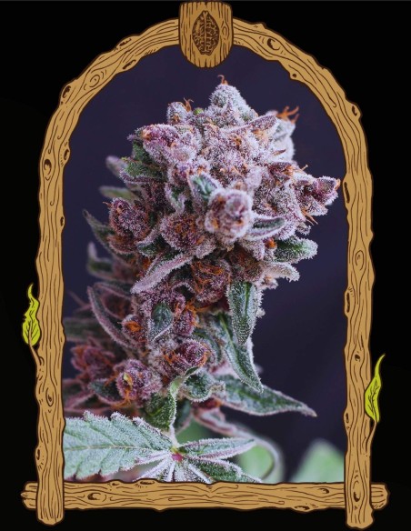 Tangie Smasher Auto (Exotic Seeds) 🍊 Puissance mandarine