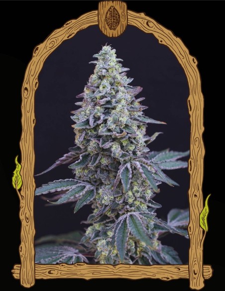 Georgia Cream Auto (Exotic Seeds) 🧘 Autofloraison relaxante