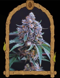 Turbo Junky (Exotic Seeds) 🚀 Schnelle und schwere Erträge