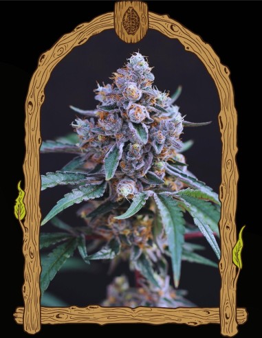 Turbo Junky (Exotic Seeds) 🚀 Récoltes rapides et abondantes