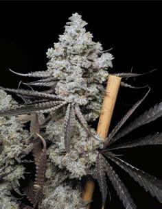 Barf Breath (Solfire Gardens) 🔥 25% THC Kraftpaket