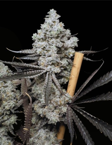 Barf Breath (Solfire Gardens) 🔥 Puissance de 25% THC