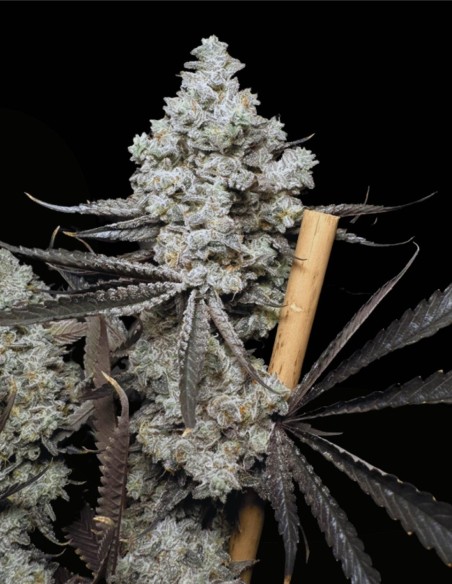 Barf Breath (Solfire Gardens) 🔥 Puissance de 25% THC