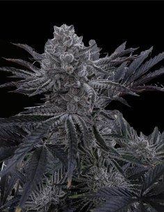 Butter Balm (Solfire Gardens) 🍦 Vanilla Gas Indica Hybrid